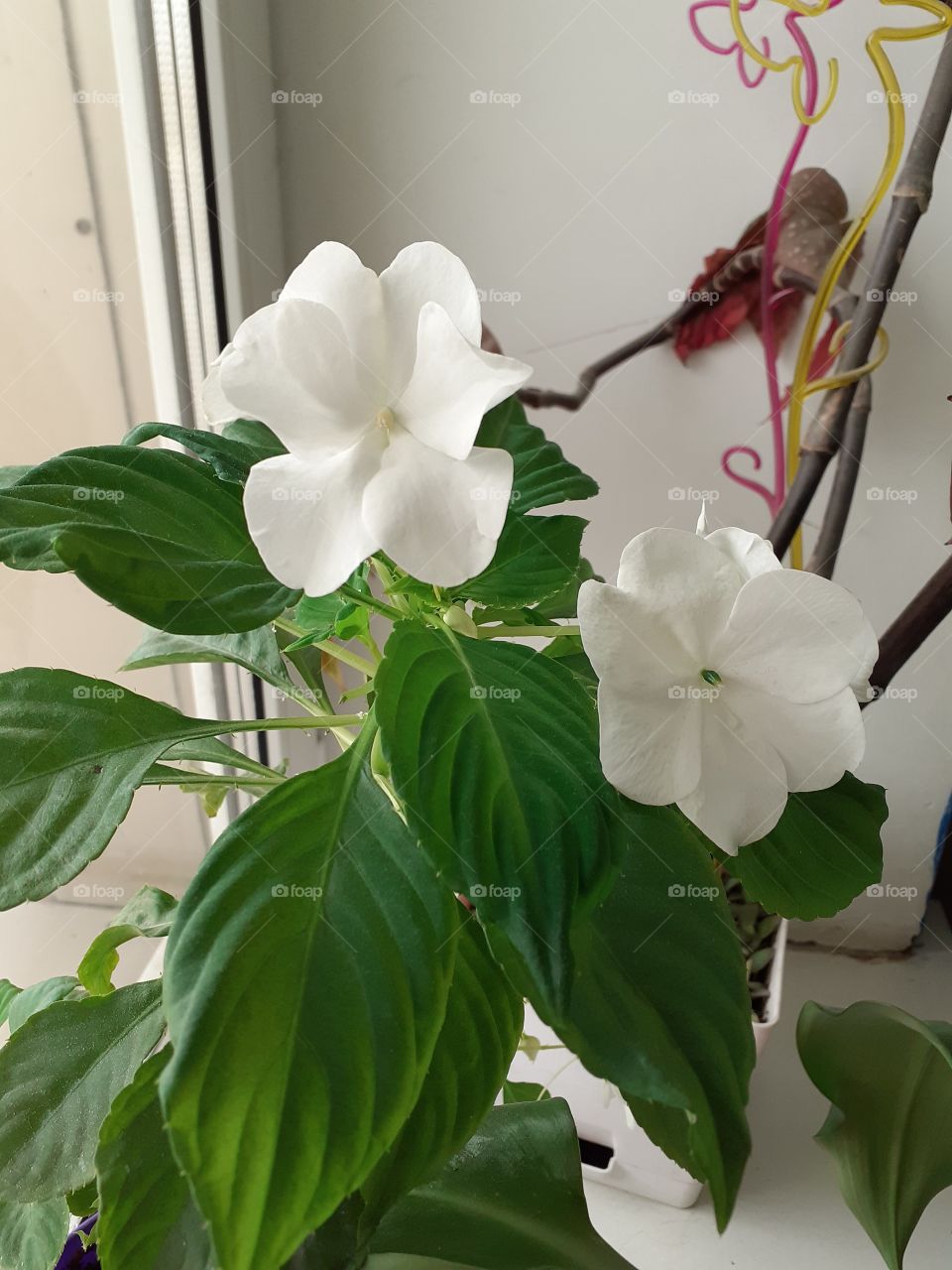 цветы домашние