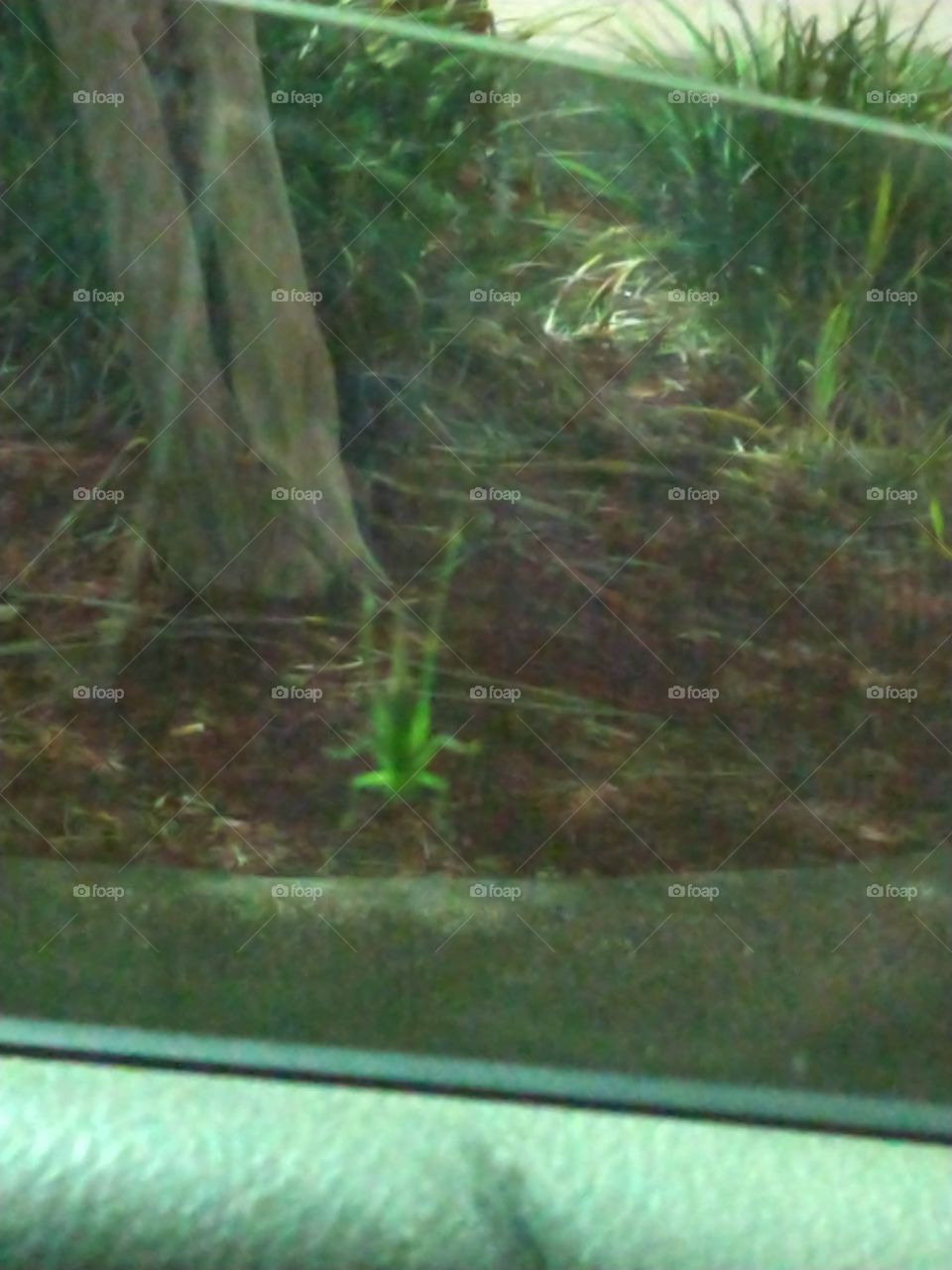 cool looking insect on the outside of the window of a vehicle