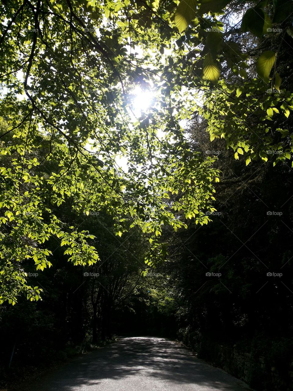 light through the trees