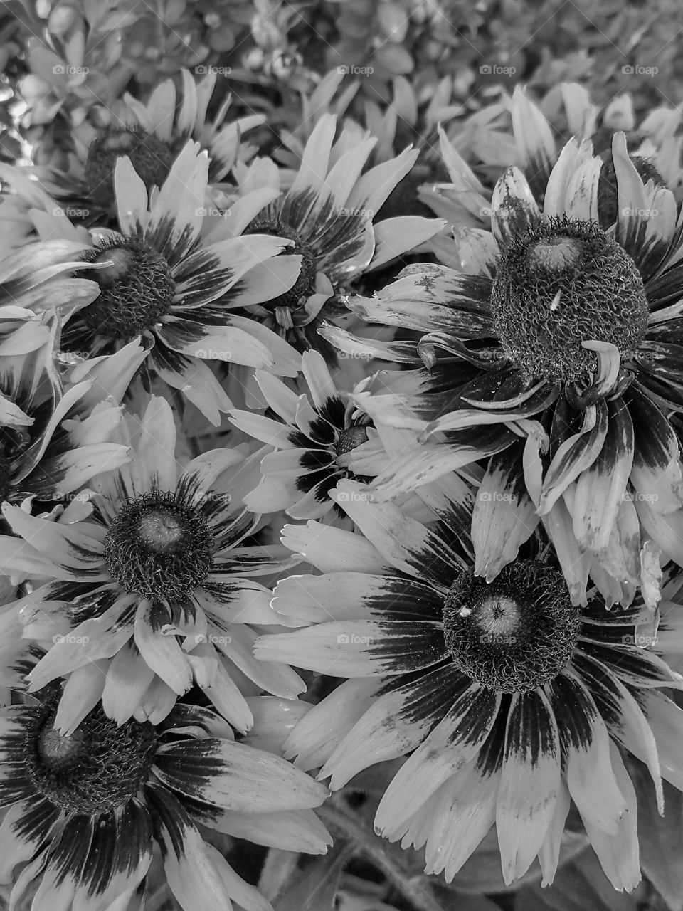 black & white flowers