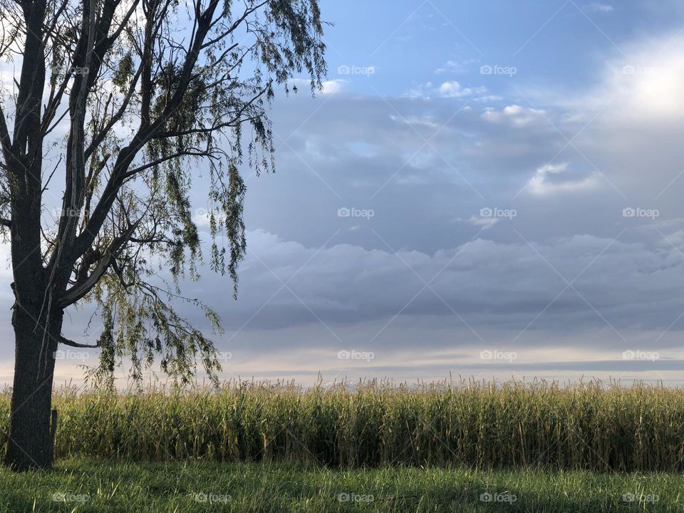 Paisaje Campo Paz Nubes Cielo Azul Inmensidad Verde Trabajo