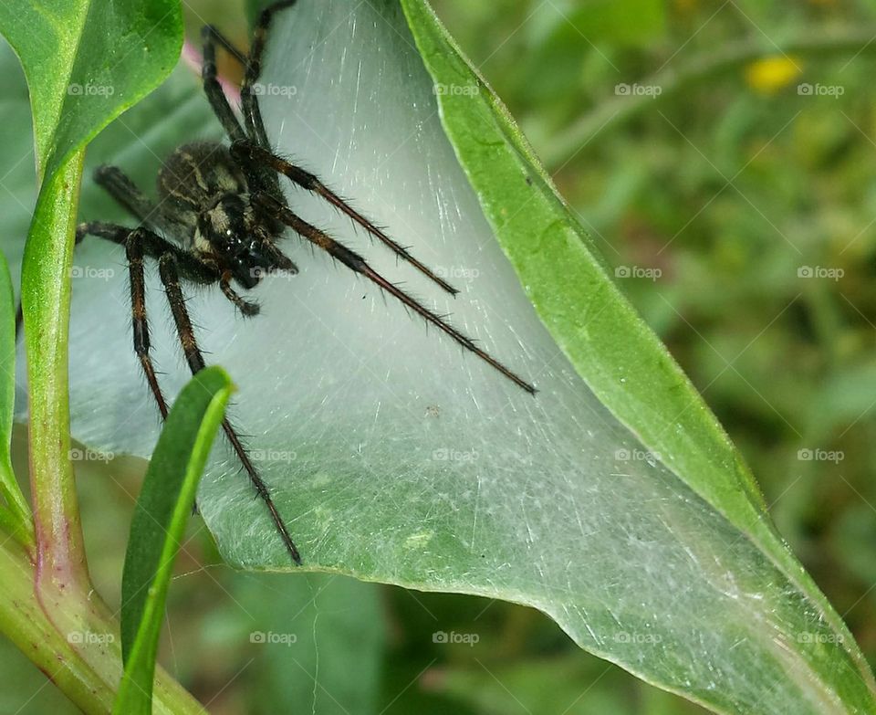 spider web