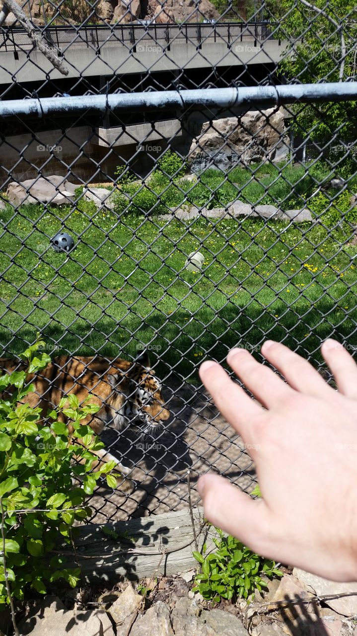 me "petting" a tiger