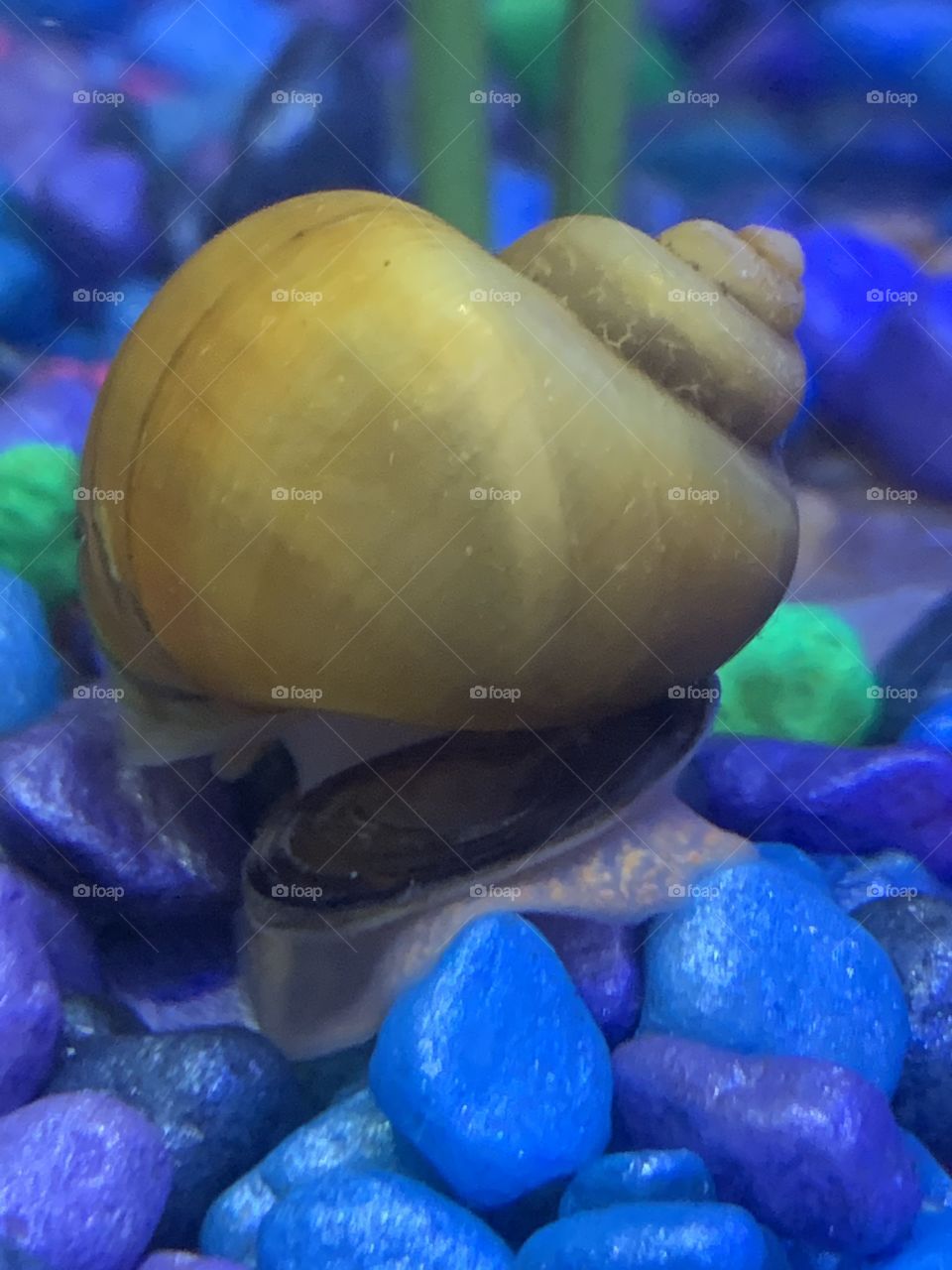 Mystery snail 