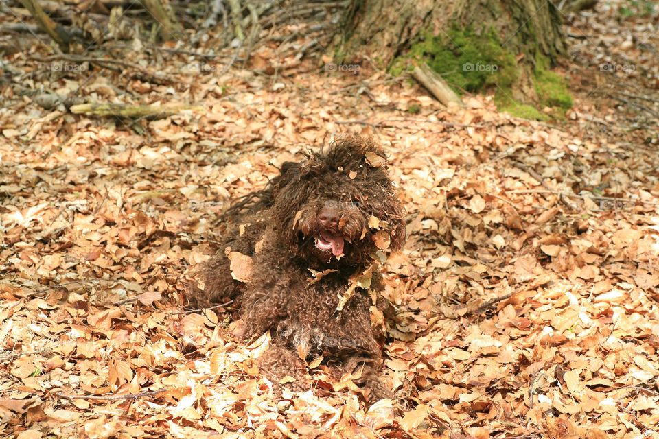 Brawn cute medium dog sitting tired in forest keeping smiling Lagotto Romagnolo breed truffle hunting season daydreaming