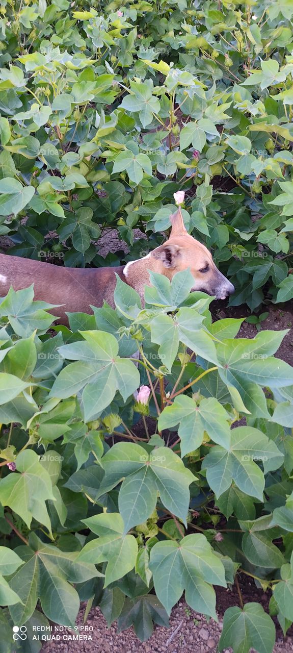 The dog is a loyal animal. Jodhpur protects humans from harm