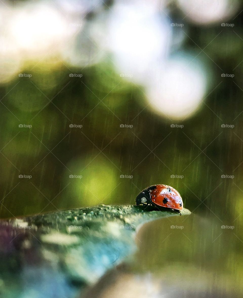 A raining day for a ladybug