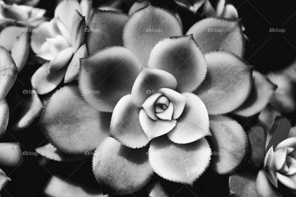 Succulent black and white 