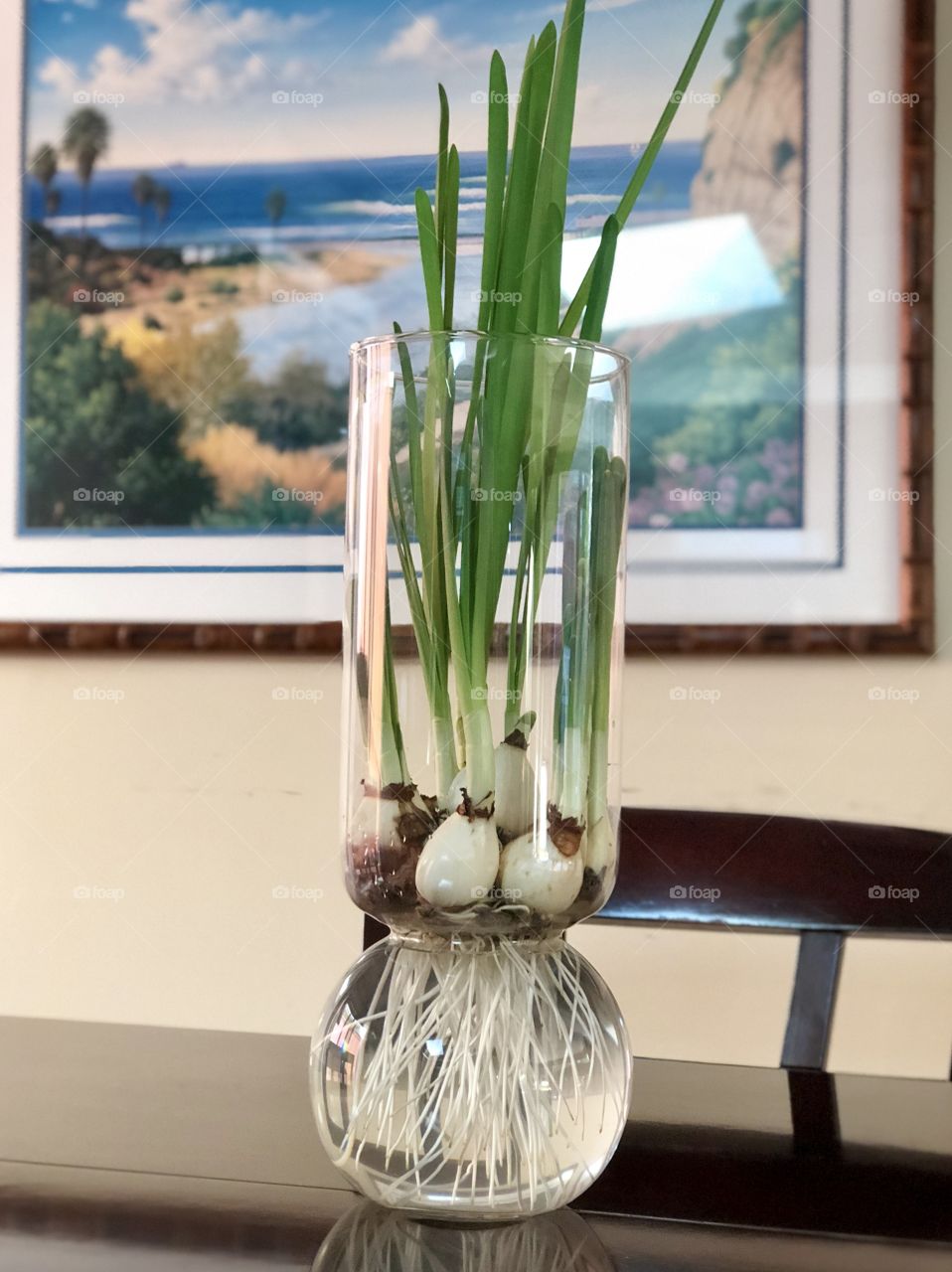 Foap Mission Crazy Plant People! Growing Bulbs in Clear Glass Vase!