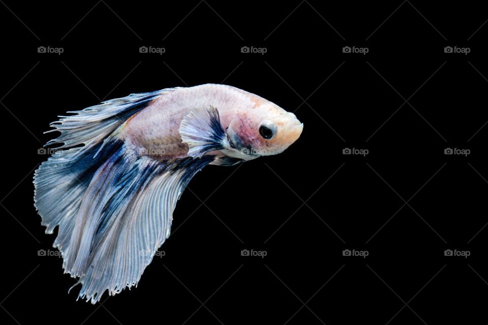 Siamese Fighting Fish 