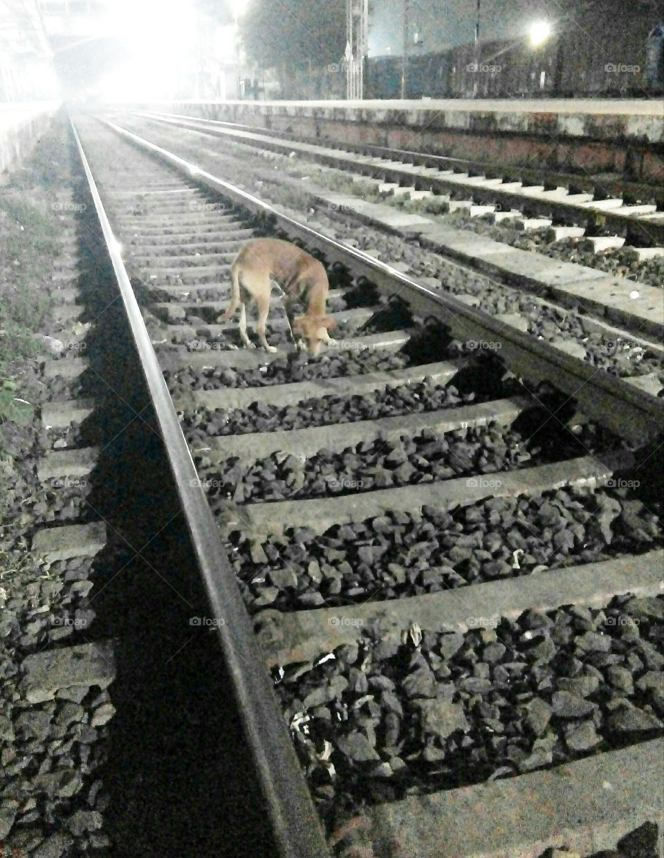 Dog pictures on the railroad,photos of the railroad,photos of the night,photos of the railroad at night,best pictures of dogs on the railroad at night,beautiful photos of the night,innocent dogs photos on the railroad,dog on railway track in night