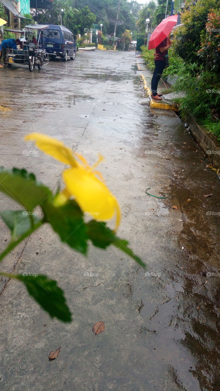 Sunflower in Rain