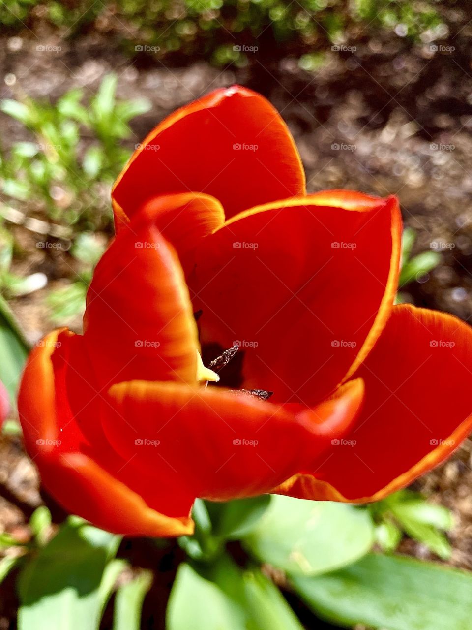Tulip close up