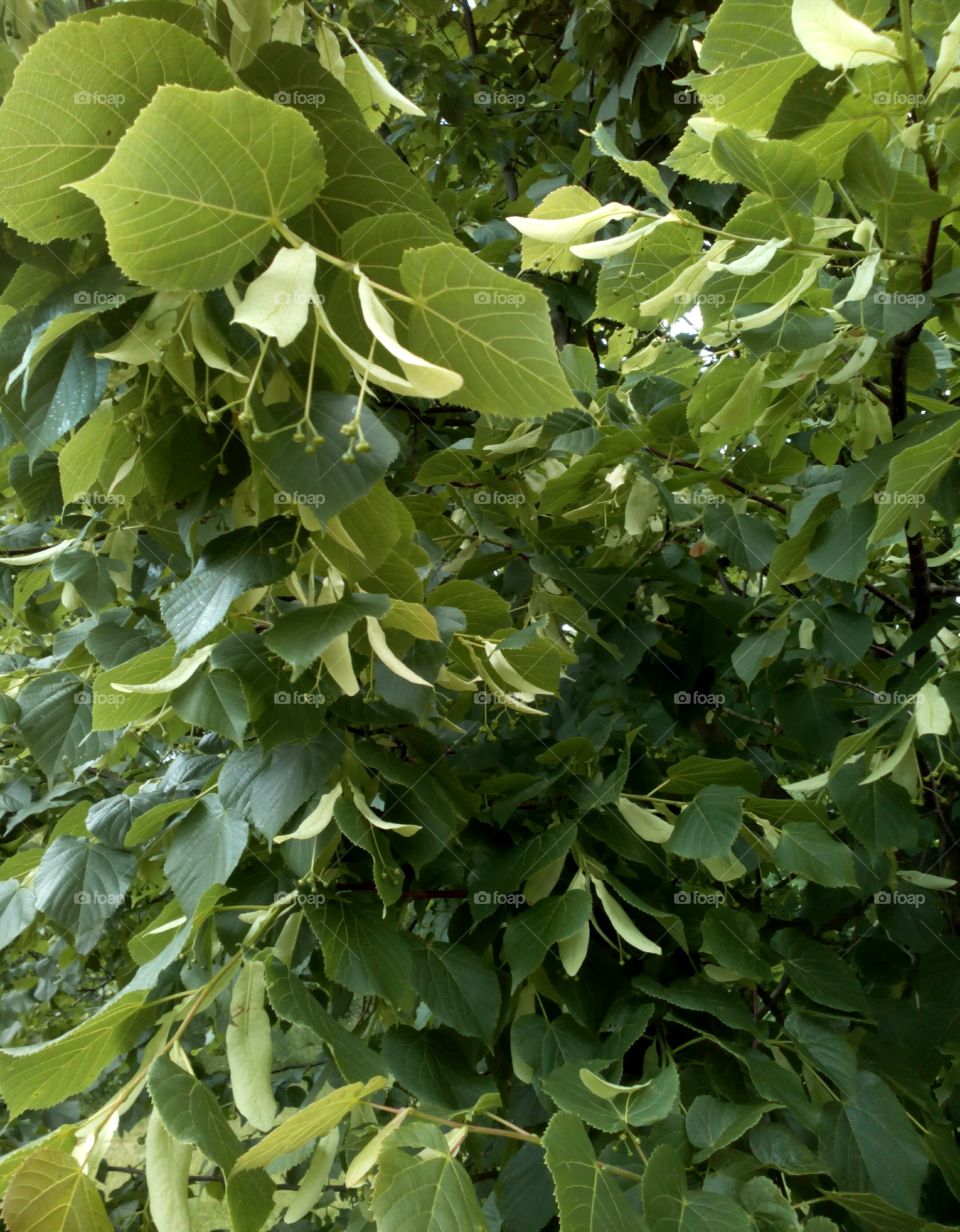 Leaf, Flora, No Person, Nature, Growth