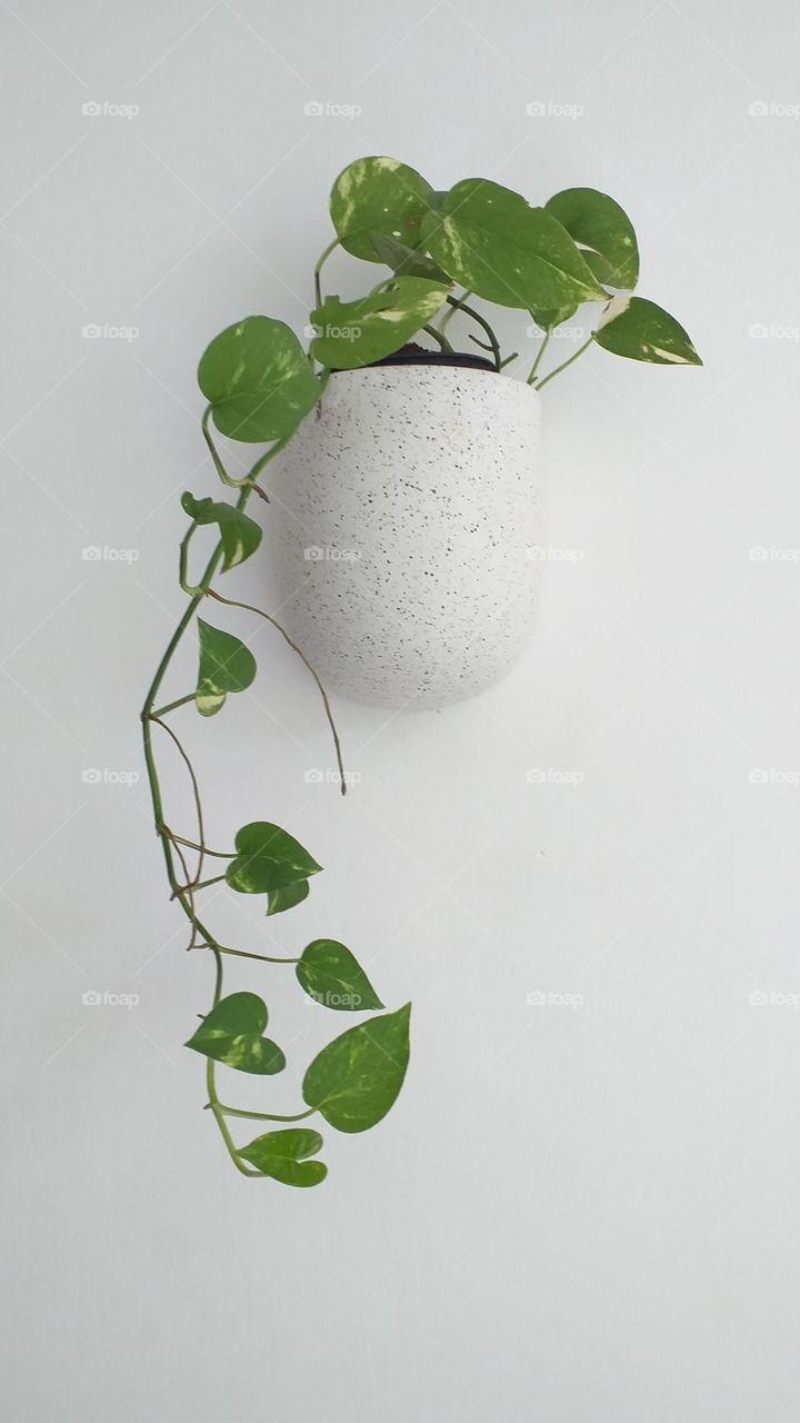 Money plant