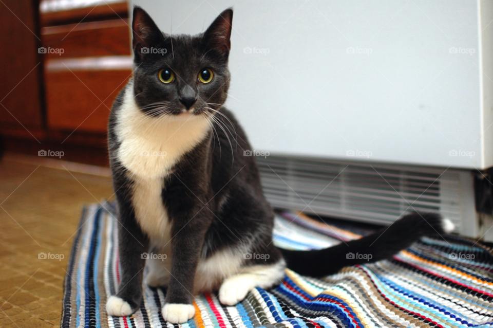 cat funny cute home by andrewjmeyer