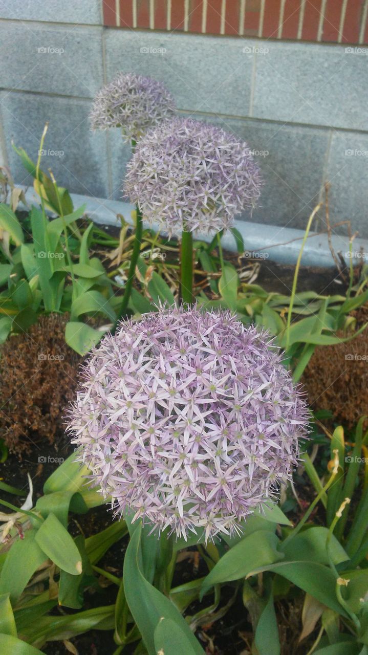 spring. flowers. beauty