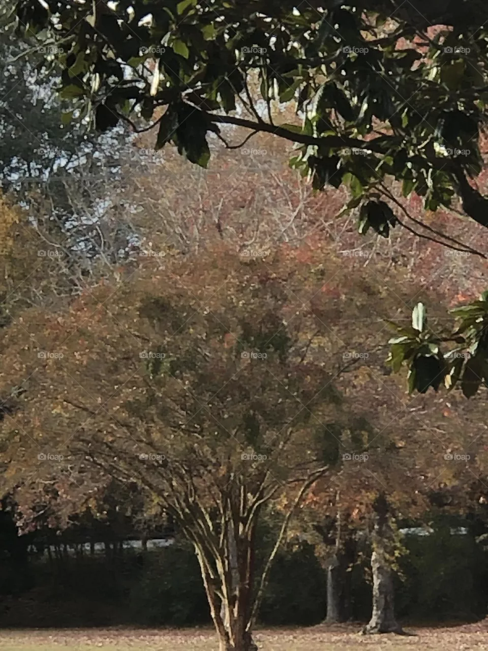 Autumn View-trees