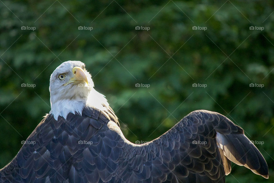 Bald Eagle 