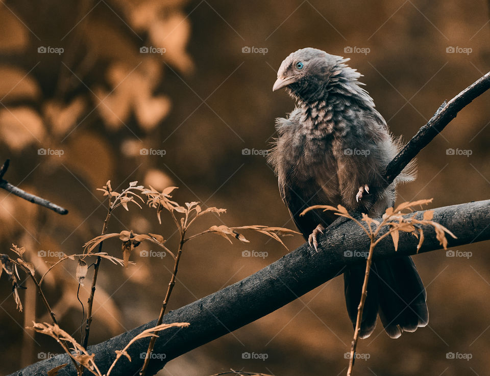 Bird  photography  - babbler