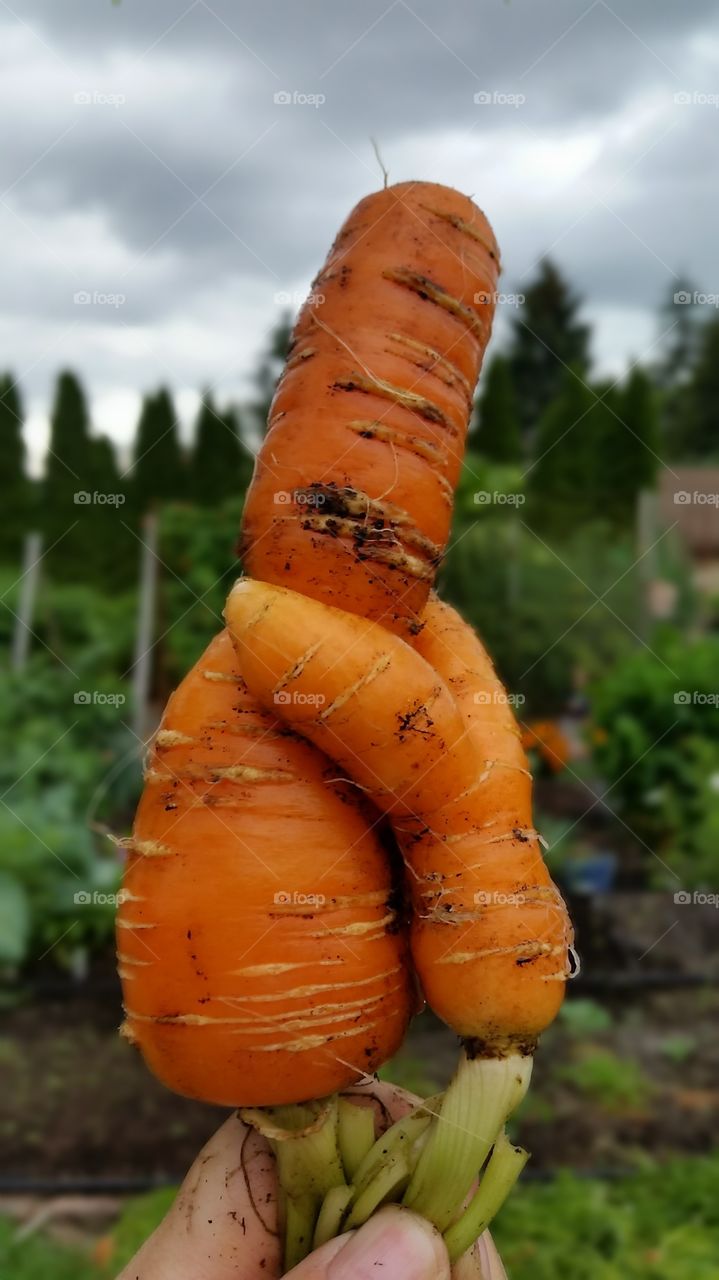 carrots