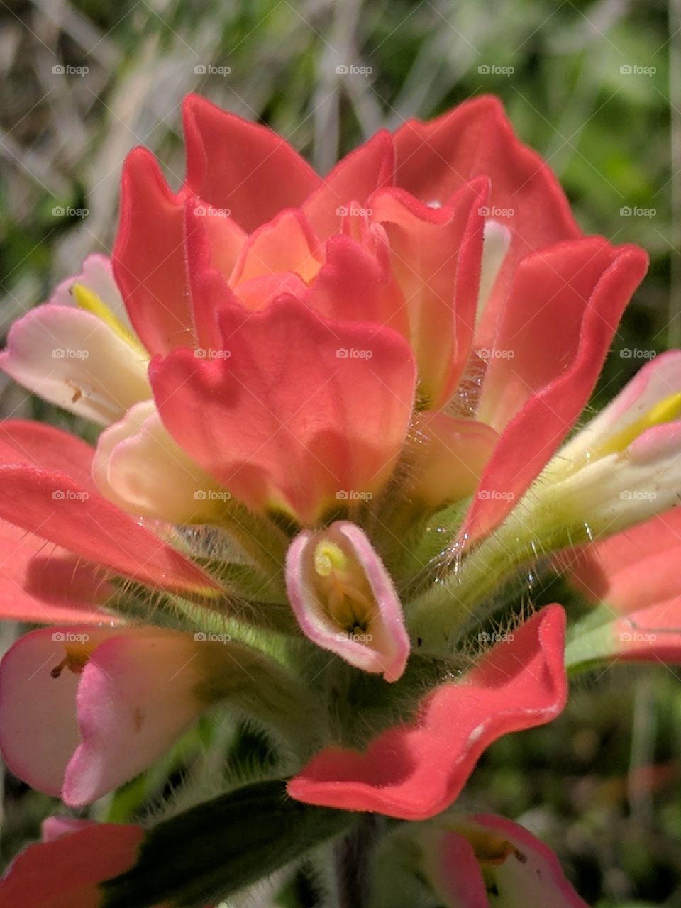 Close-up of flower