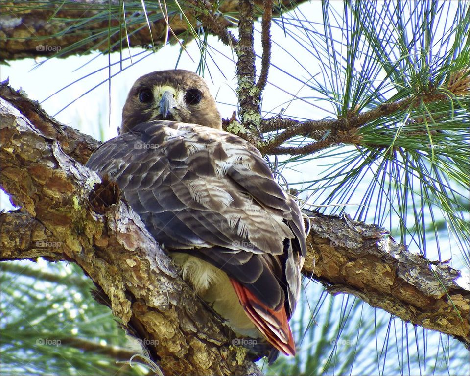 Baby red tailed hawk