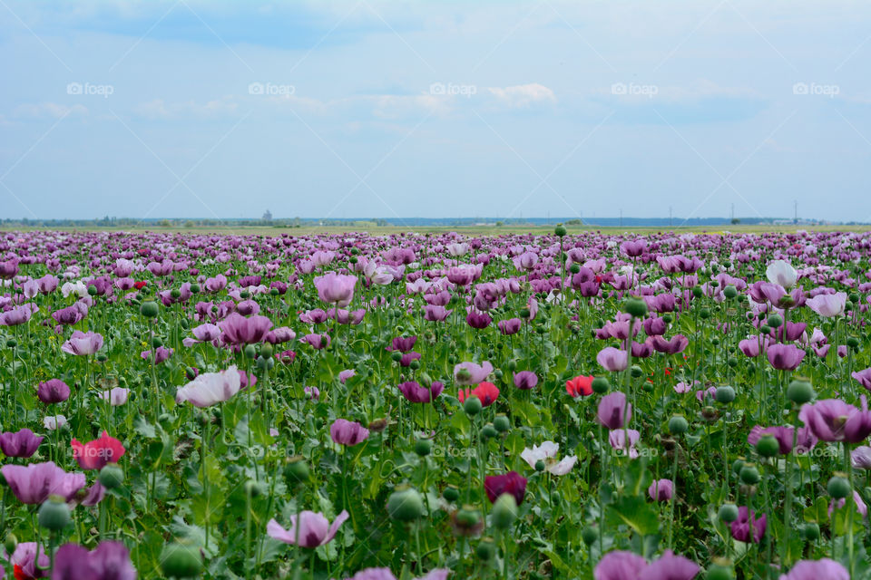 Poppy flower field. Photographed on a nice sunny day near highway