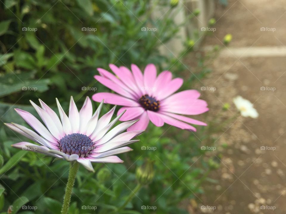 Two pink and purple flowers found in the Protestant Cemetery in Rome, Italy. 