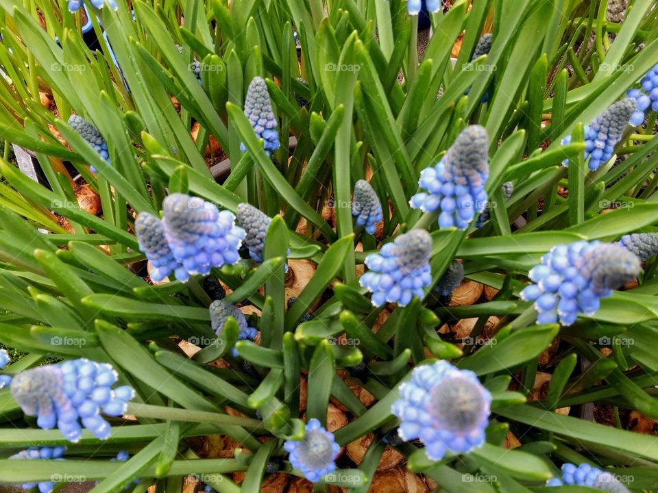 blue springtime flowers. hyacinth. Muscari comosum
