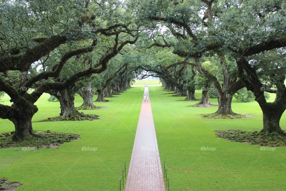 Oak Alley Plantation in Vacherie, Louisiana. It’s a  historic plantation on the West Bank of the Mississippi River. These oak trees were planted in the 18th century and the property is a National Historic Landmark for landscaping, architecture