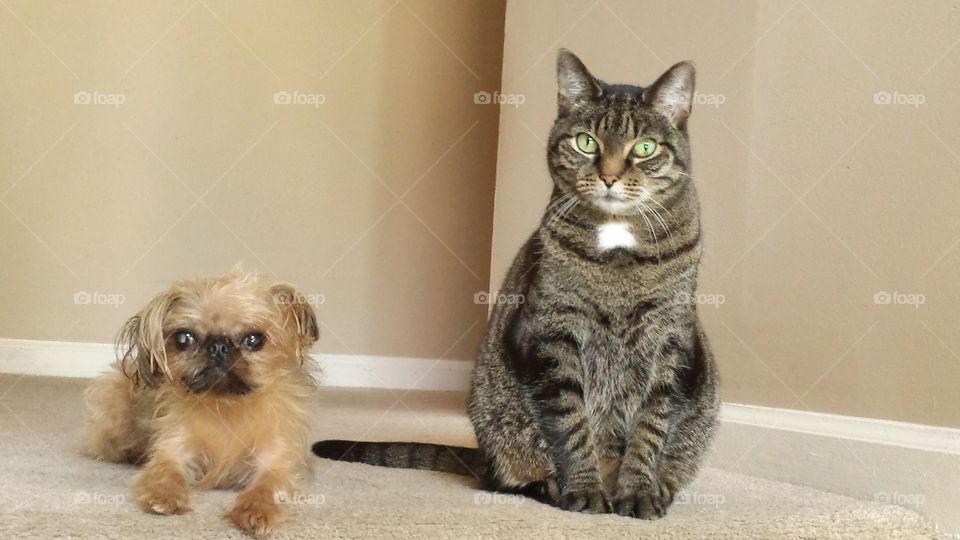 Cat and small dog