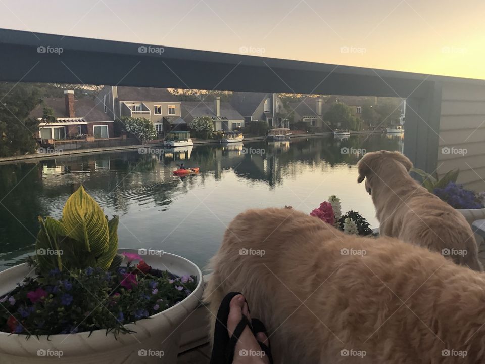 Pets and sunsets