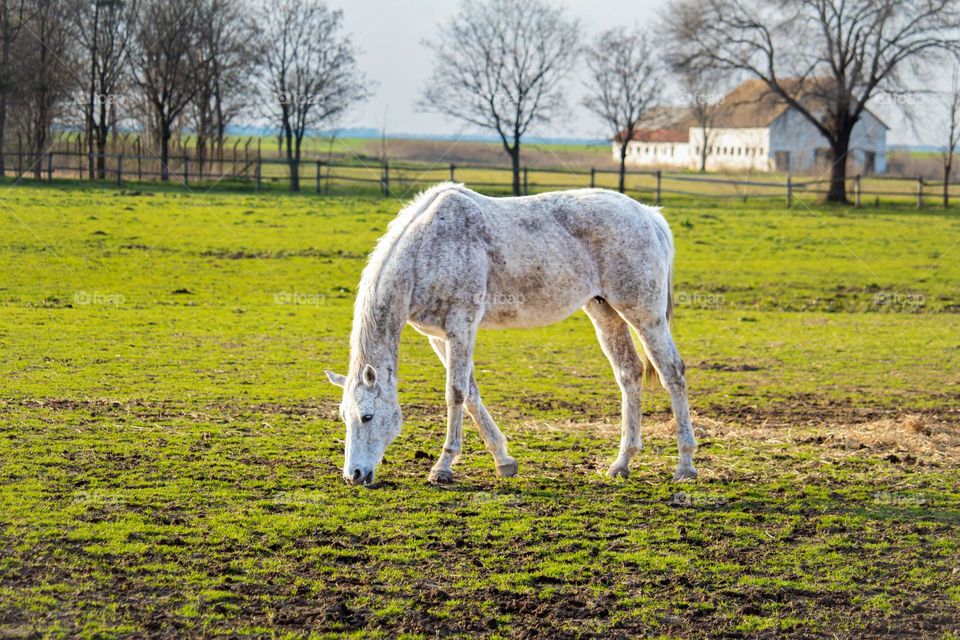 Horse at the filed