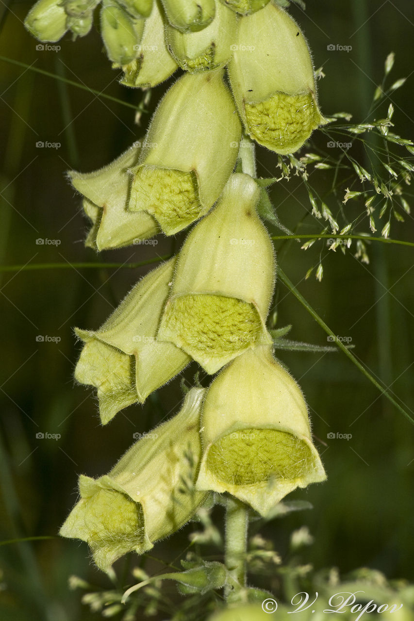 Yellow foxglove