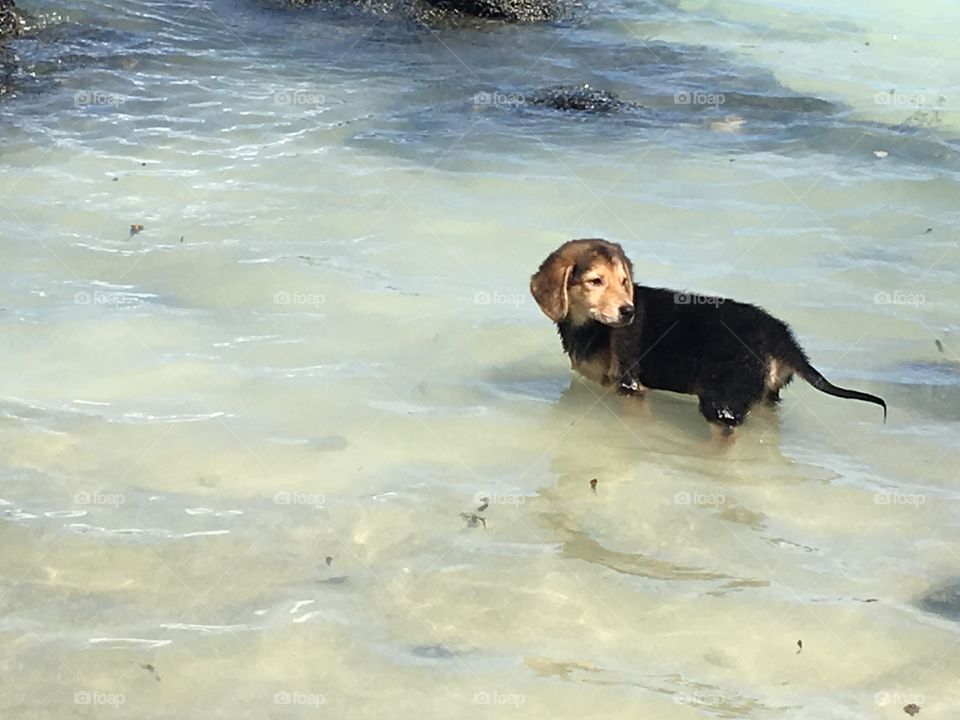 Puppy at sea 