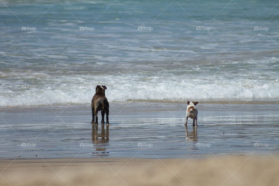 Dogs at the beach