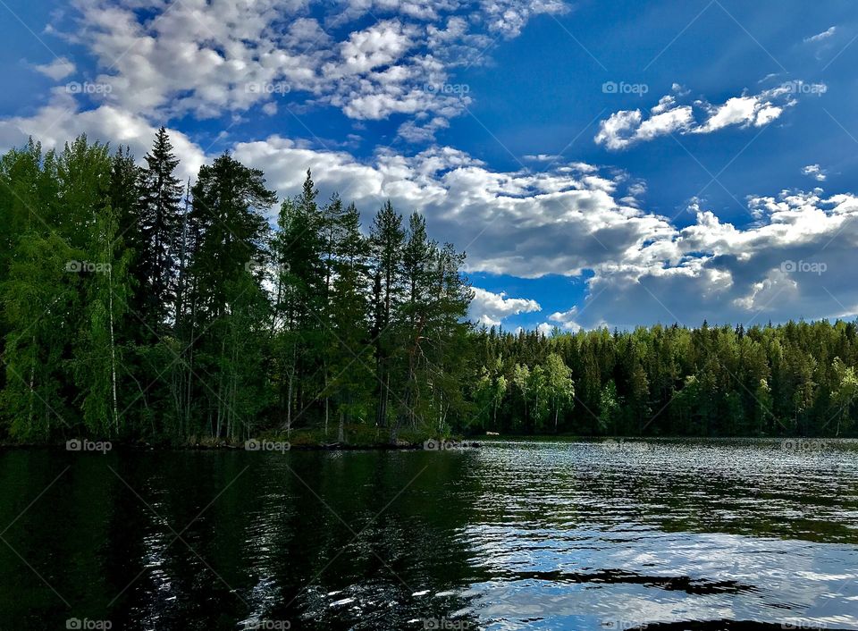 Forest by the lake, Näsijärvi Finland