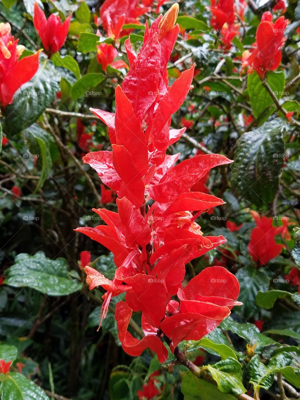 Exotic flowers