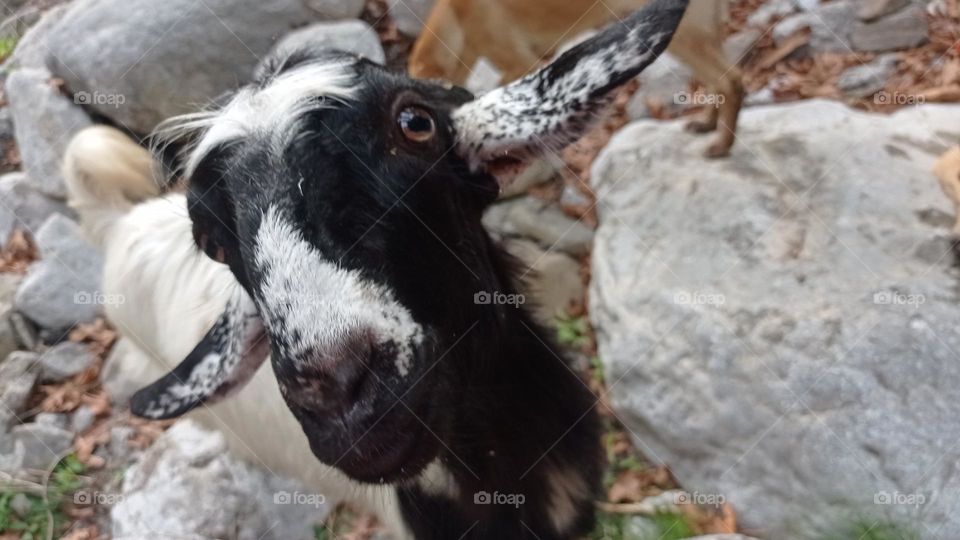minigoat