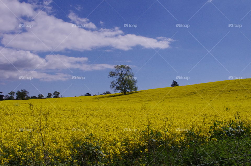 Yellow field 