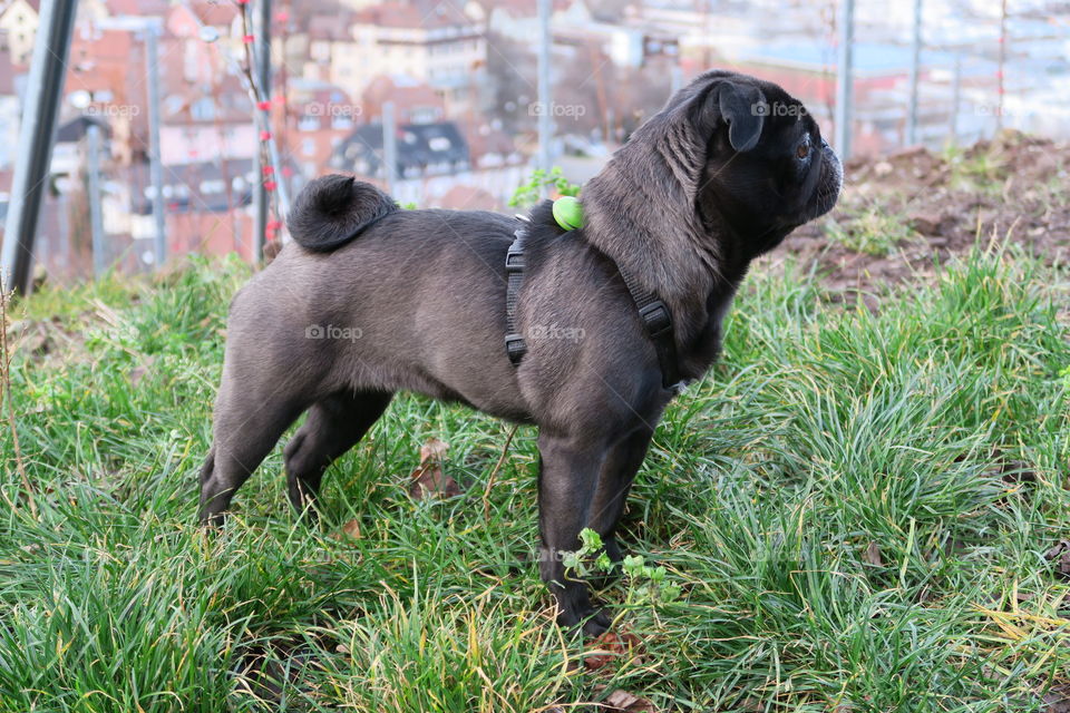 Pug standing on a hill with a view