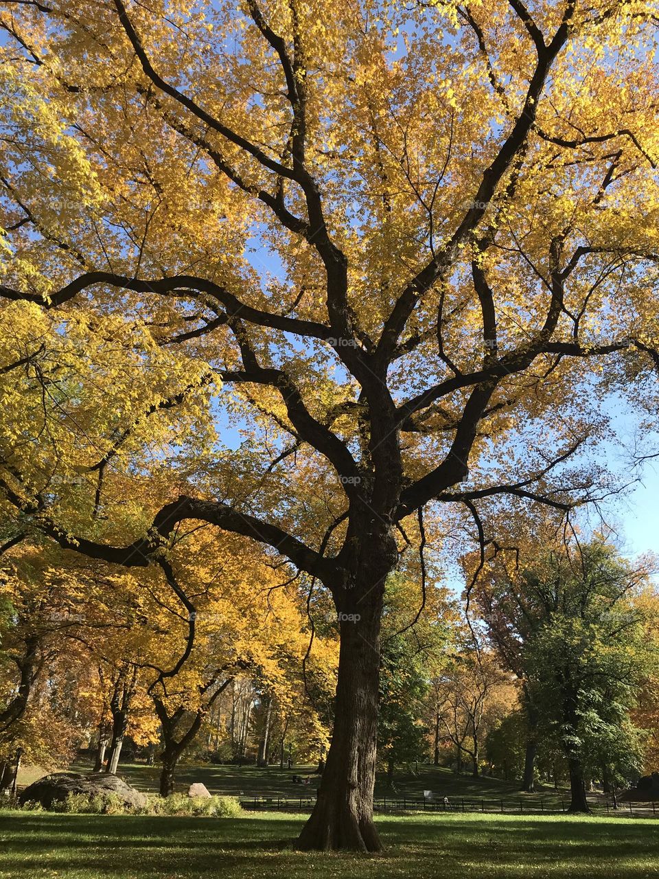 Majestic yellow tree in autumn