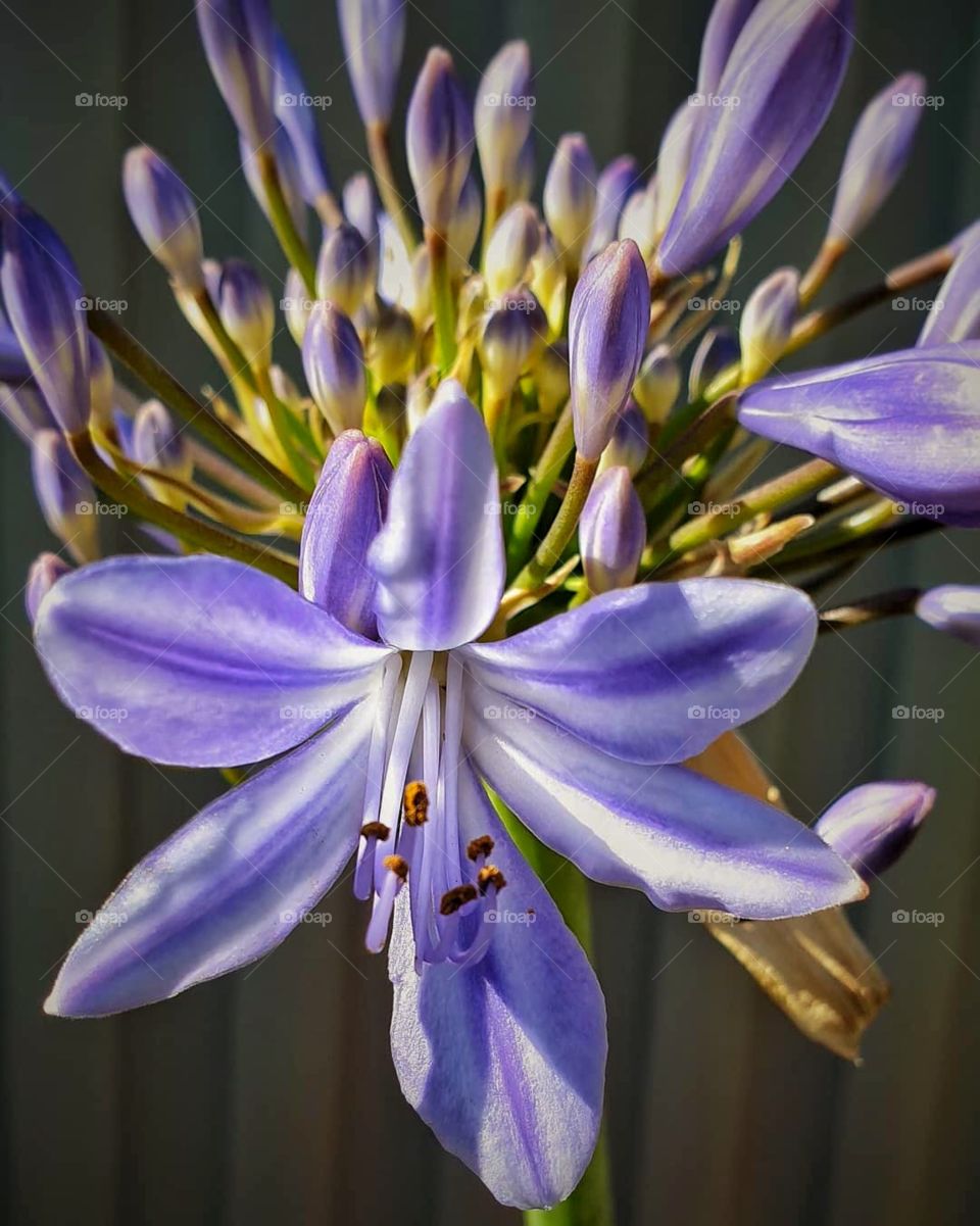 Flowers are a proud assertion that a ray of beauty out values all the utilities of the world.