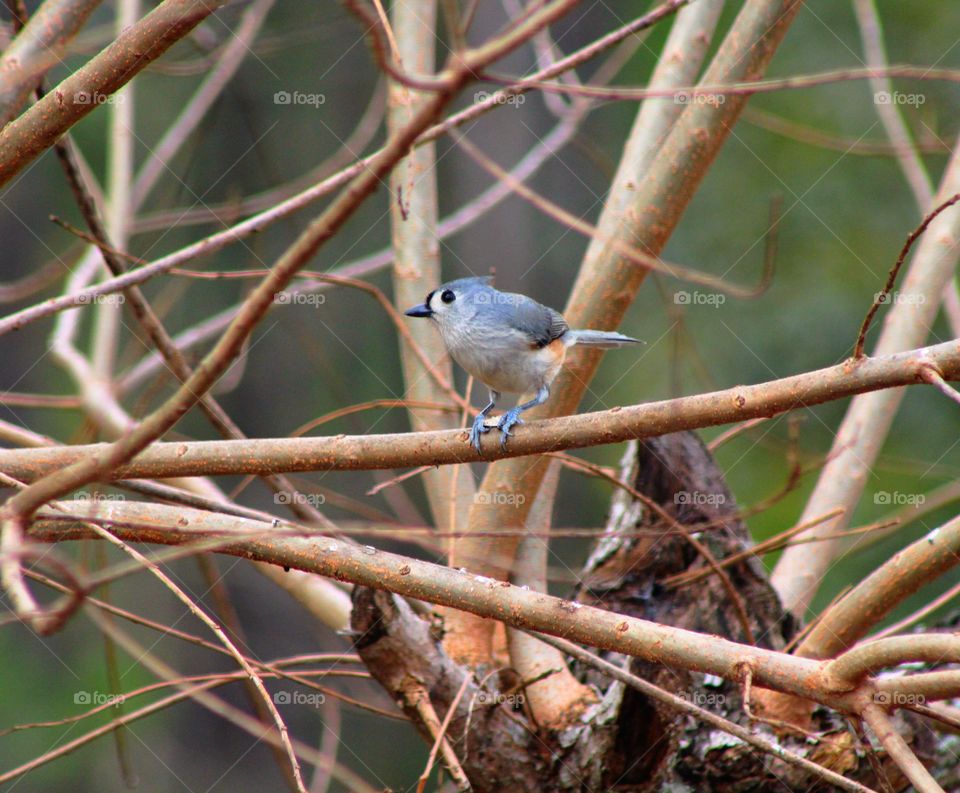 Small bird perched in a tree 