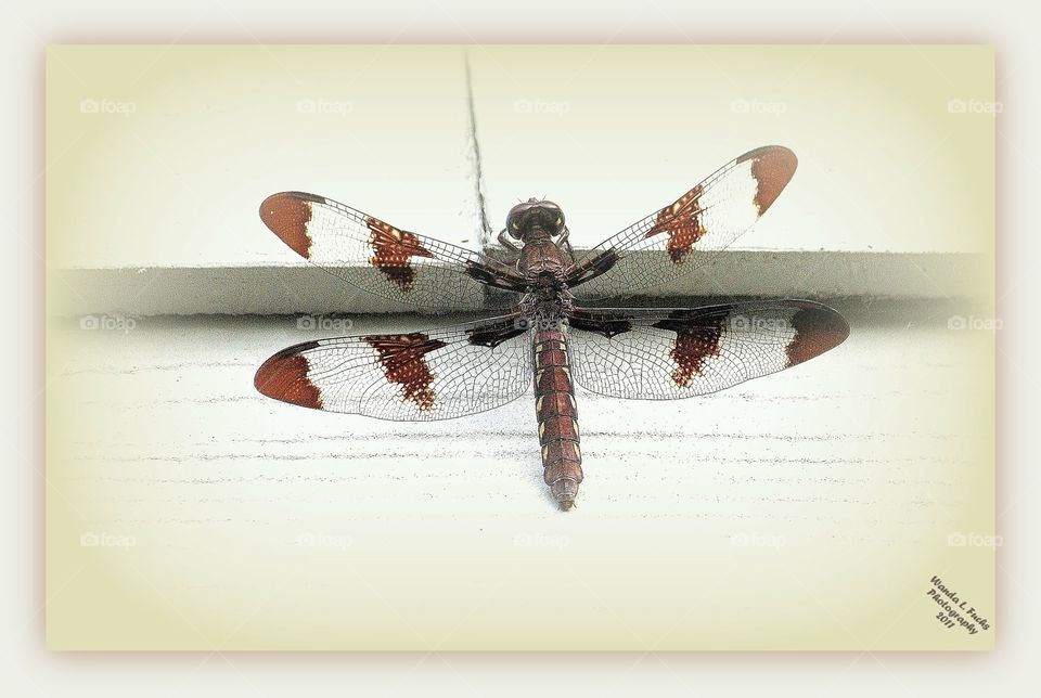 Dragonfly