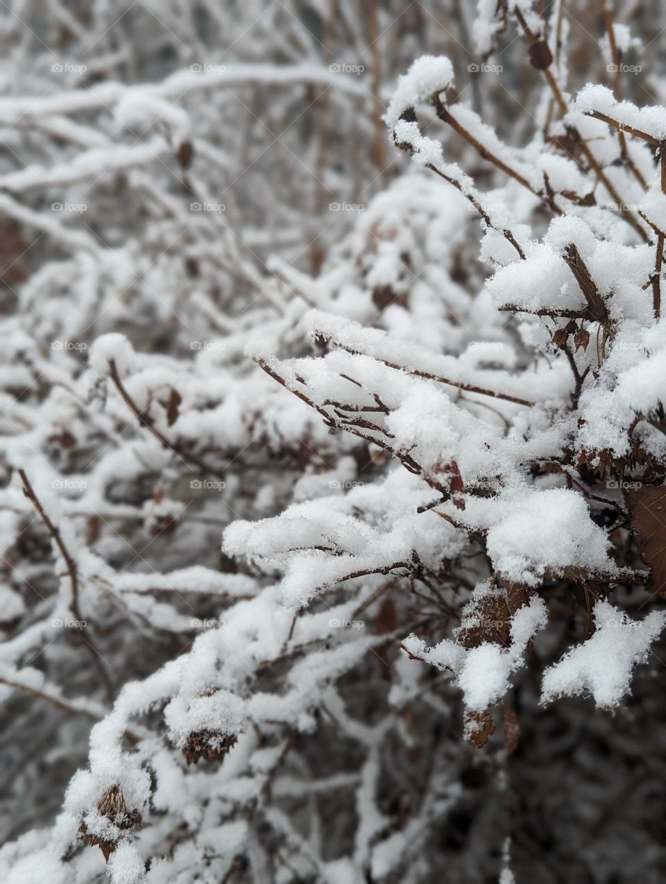 fresh frosty snow in the woods up north, fresh snow on a shrub branches, frosty snow