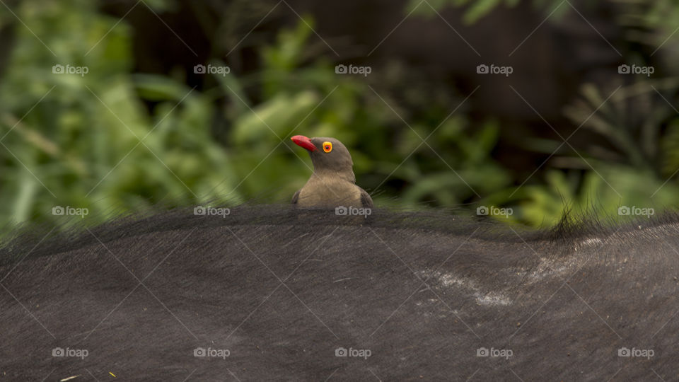 Red-Billed Oxpecker