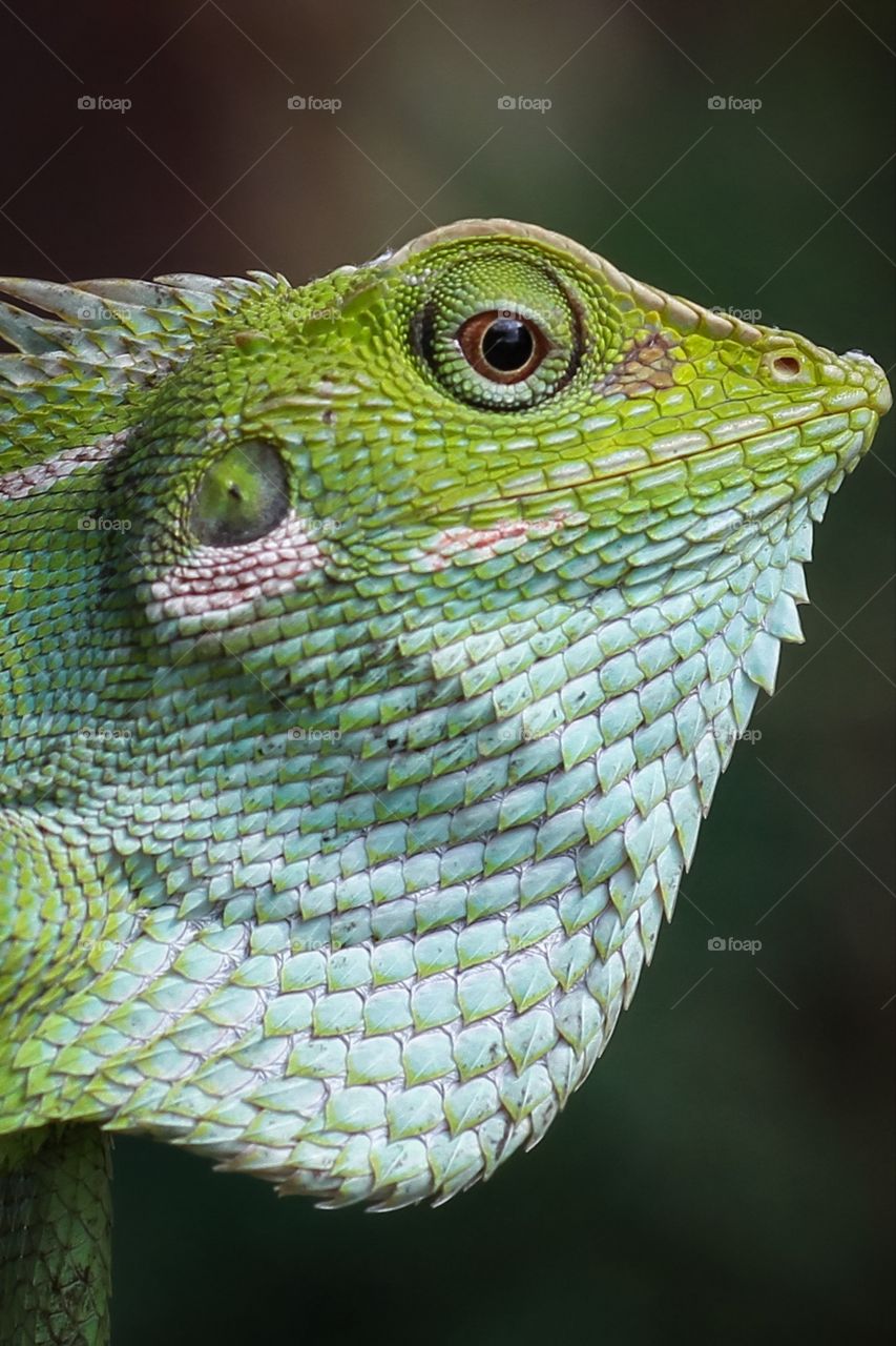 green pattern of wild chameleon