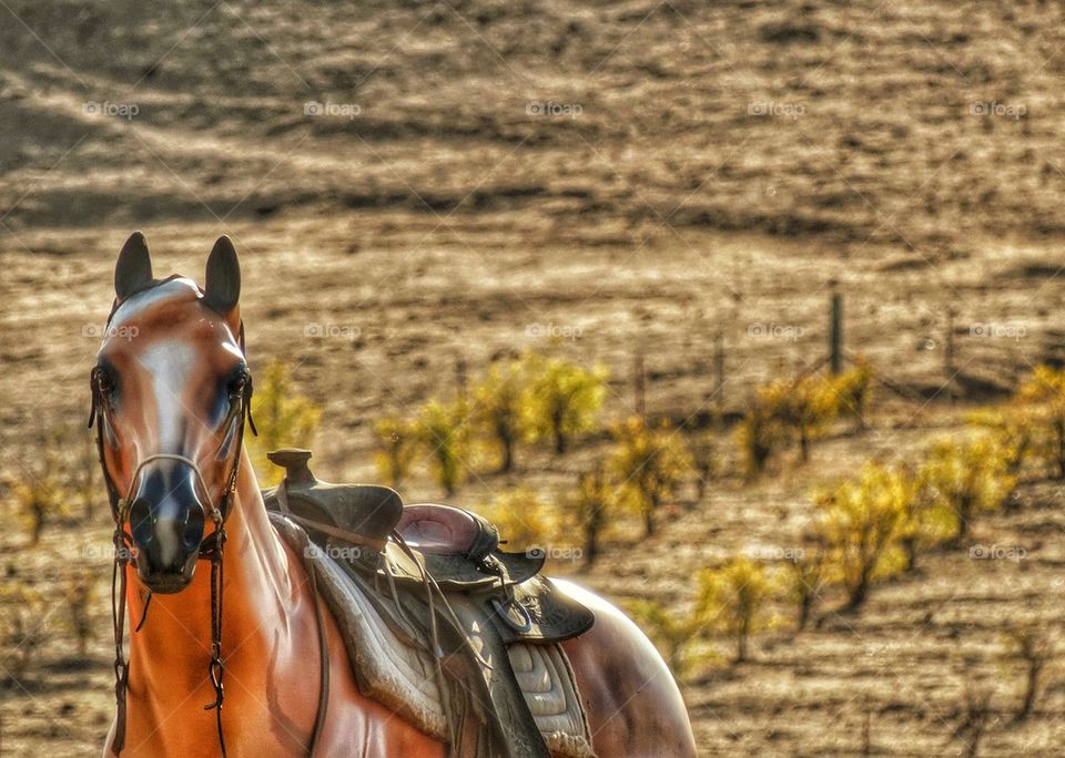 Horse At A California Vinyard